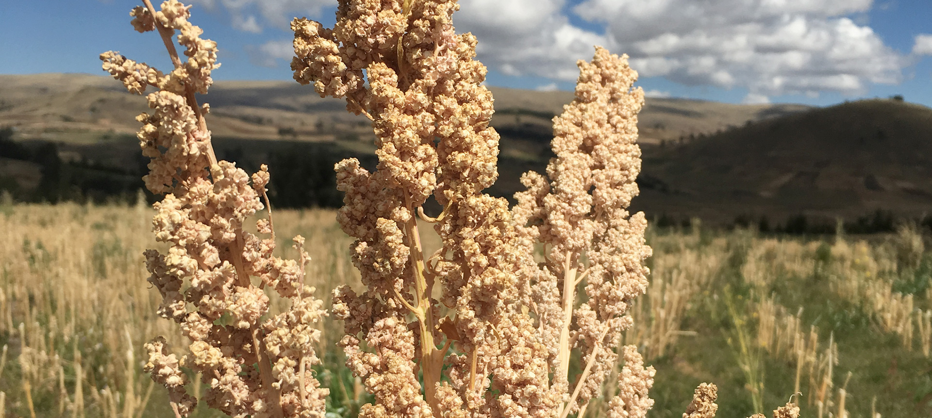 CARTAGO-HORECA-web-1