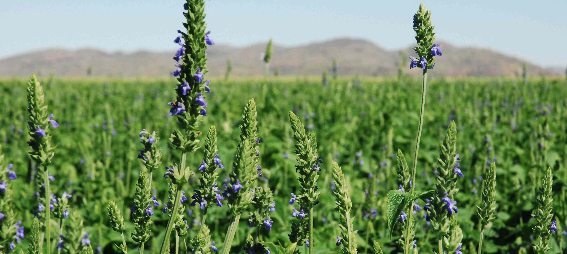 CARTAGO-HORECA-web-3